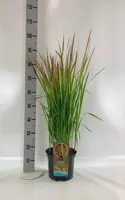 Imperata cylindrica 'Red Baron' (Japans bloedgras) 60cm - afbeelding 4