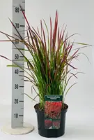 Imperata cylindrica 'Red Baron' (Japans bloedgras) 60cm - afbeelding 2