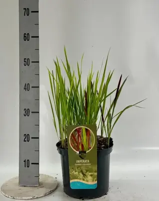 Imperata cylindrica 'Red Baron' (Japans bloedgras) 60cm - afbeelding 3