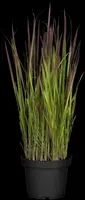 Imperata cylindrica 'Red Baron' (Japans bloedgras 'Red Baron') - afbeelding 15