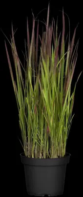 Imperata cylindrica 'Red Baron' (Japans bloedgras 'Red Baron') - afbeelding 19