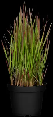 Imperata cylindrica 'Red Baron' (Japans bloedgras 'Red Baron') - afbeelding 35