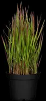 Imperata cylindrica 'Red Baron' (Japans bloedgras 'Red Baron') - afbeelding 35