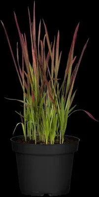 Imperata cylindrica 'Red Baron' (Japans bloedgras 'Red Baron') - afbeelding 21