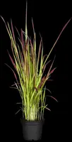 Imperata cylindrica 'Red Baron' (Japans bloedgras 'Red Baron') - afbeelding 9