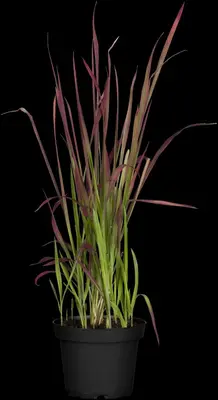 Imperata cylindrica 'Red Baron' (Japans bloedgras 'Red Baron') - afbeelding 20