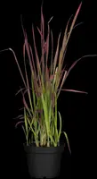 Imperata cylindrica 'Red Baron' (Japans bloedgras 'Red Baron') - afbeelding 16