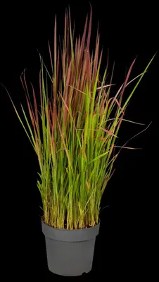 Imperata cylindrica 'Red Baron' (Japans bloedgras 'Red Baron') - afbeelding 37