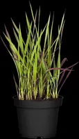 Imperata cylindrica 'Red Baron' (Japans bloedgras 'Red Baron') - afbeelding 18