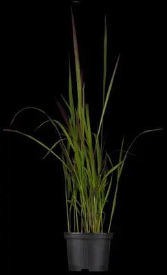 Imperata cylindrica 'Red Baron' (Japans bloedgras 'Red Baron') - afbeelding 2