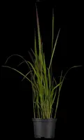 Imperata cylindrica 'Red Baron' (Japans bloedgras 'Red Baron') - afbeelding 2