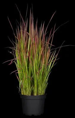 Imperata cylindrica 'Red Baron' (Japans bloedgras 'Red Baron') - afbeelding 26