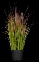 Imperata cylindrica 'Red Baron' (Japans bloedgras 'Red Baron') - afbeelding 22
