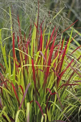 Imperata cylindrica 'Red Baron' (Japans bloedgras 'Red Baron') - afbeelding 4