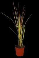 Imperata cylindrica 'Red Baron' (Japans bloedgras 'Red Baron') - afbeelding 1