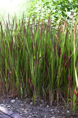 Imperata cylindrica 'Red Baron' (Japans bloedgras 'Red Baron') - afbeelding 4