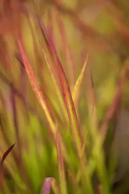 Imperata cylindrica 'Red Baron' (Japans bloedgras 'Red Baron') - afbeelding 5