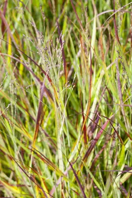 Imperata cylindrica 'Red Baron' (Japans bloedgras 'Red Baron') - afbeelding 8