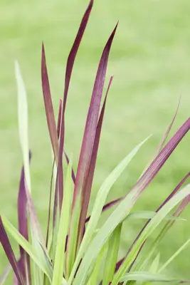 Imperata cylindrica 'Red Baron' (Japans bloedgras 'Red Baron') - afbeelding 13