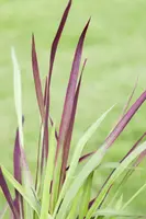 Imperata cylindrica 'Red Baron' (Japans bloedgras 'Red Baron') - afbeelding 13