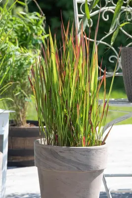Imperata cylindrica 'Red Baron' (Japans bloedgras 'Red Baron') - afbeelding 25