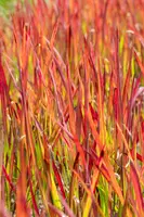 Imperata cylindrica 'Red Baron' (Japans bloedgras 'Red Baron') - afbeelding 38