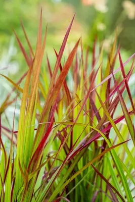 Imperata cylindrica 'Red Baron' (Japans bloedgras 'Red Baron') - afbeelding 42