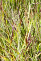 Imperata cylindrica 'Red Baron' (Japans bloedgras 'Red Baron') - afbeelding 12
