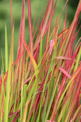 Imperata cylindrica 'Red Baron' (Japans bloedgras 'Red Baron') - afbeelding 22