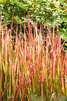 Imperata cylindrica 'Red Baron' (Japans bloedgras 'Red Baron') - afbeelding 24