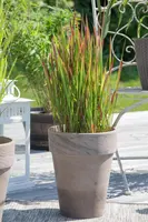 Imperata cylindrica 'Red Baron' (Japans bloedgras 'Red Baron') - afbeelding 27