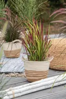 Imperata cylindrica 'Red Baron' (Japans bloedgras 'Red Baron') - afbeelding 36