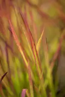 Imperata cylindrica 'Red Baron' (Japans bloedgras 'Red Baron') - afbeelding 5