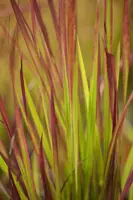 Imperata cylindrica 'Red Baron' (Japans bloedgras 'Red Baron') - afbeelding 6