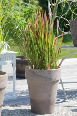 Imperata cylindrica 'Red Baron' (Japans bloedgras 'Red Baron') - afbeelding 23