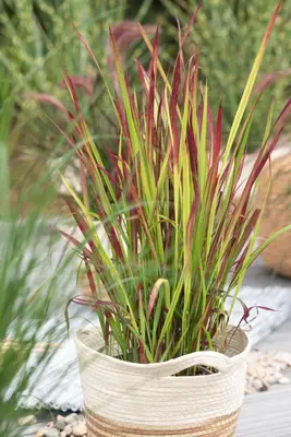 Imperata cylindrica 'Red Baron' (Japans bloedgras 'Red Baron') - afbeelding 29