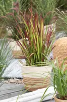 Imperata cylindrica 'Red Baron' (Japans bloedgras 'Red Baron') - afbeelding 30