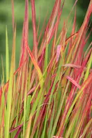 Imperata cylindrica 'Red Baron' (Japans bloedgras 'Red Baron') - afbeelding 18