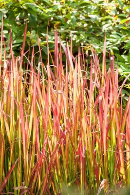 Imperata cylindrica 'Red Baron' (Japans bloedgras 'Red Baron') - afbeelding 20