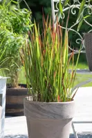 Imperata cylindrica 'Red Baron' (Japans bloedgras 'Red Baron') - afbeelding 25