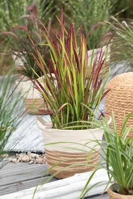 Imperata cylindrica 'Red Baron' (Japans bloedgras 'Red Baron') - afbeelding 30