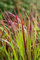 Imperata cylindrica 'Red Baron' (Japans bloedgras 'Red Baron') - afbeelding 41