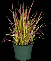 Imperata cylindrica 'Red Baron' (Japans bloedgras 'Red Baron') - afbeelding 21