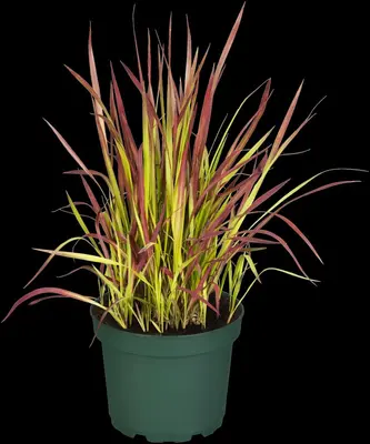 Imperata cylindrica 'Red Baron' (Japans bloedgras 'Red Baron') - afbeelding 17
