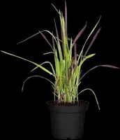 Imperata cylindrica 'Red Baron' (Japans bloedgras 'Red Baron') - afbeelding 11