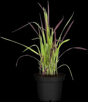 Imperata cylindrica 'Red Baron' (Japans bloedgras 'Red Baron') - afbeelding 11