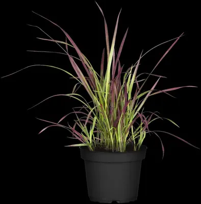 Imperata cylindrica 'Red Baron' (Japans bloedgras 'Red Baron') - afbeelding 10