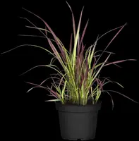 Imperata cylindrica 'Red Baron' (Japans bloedgras 'Red Baron') - afbeelding 10
