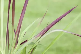 Imperata cylindrica 'Red Baron' (Japans bloedgras 'Red Baron') - afbeelding 12