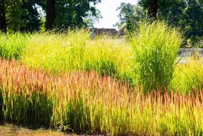 Imperata cylindrica 'Red Baron' (Japans bloedgras 'Red Baron') - afbeelding 37